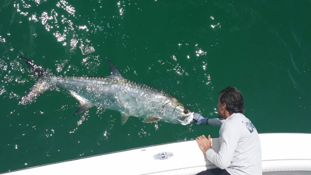 Boca Grande tarpon alongside an angler