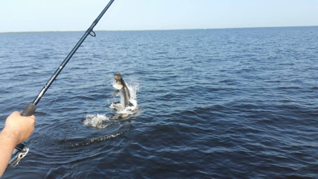 Tarpon leaps from the water beside an angler in the Boca Grande area