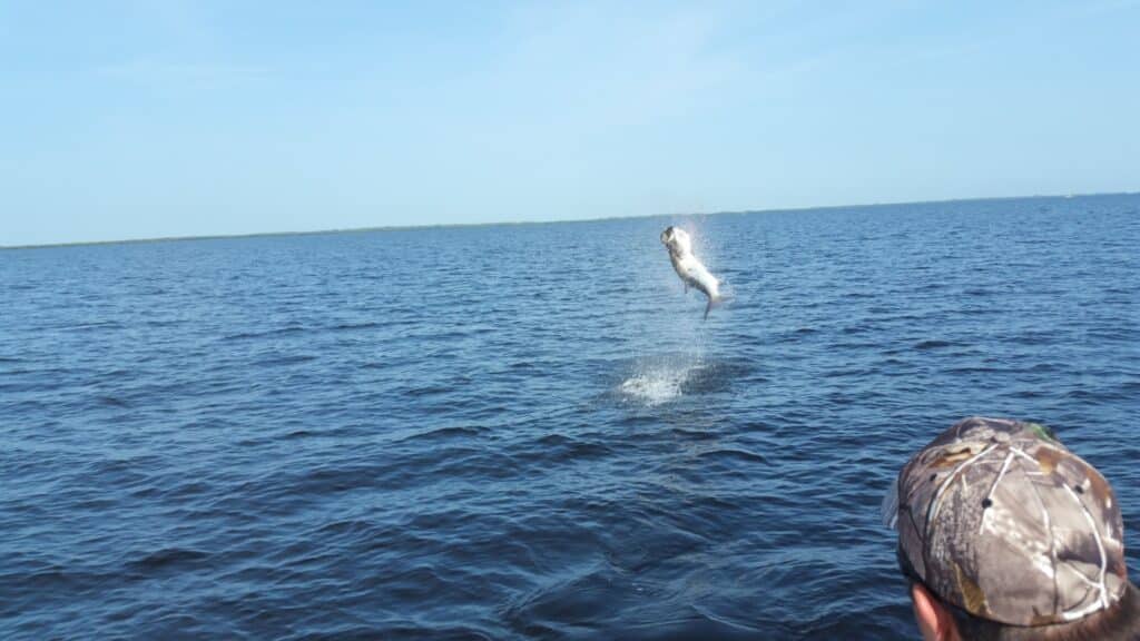 Tarpon jumps clear of the water in the Boca Grande area
