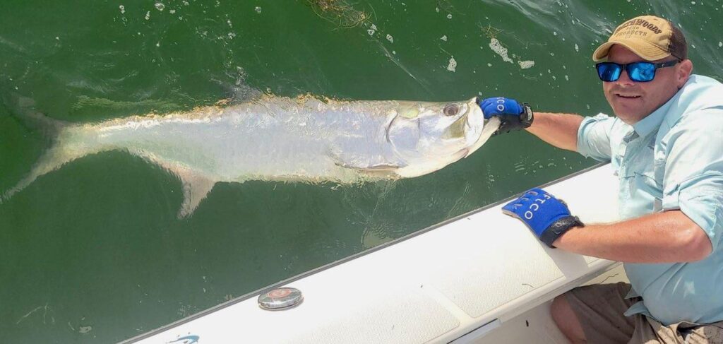 Tarpon alongside a boat during a Boca Grande area trip